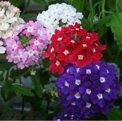Limonium Sinuatum Deep Blue Deniz Lavantası Tohumu(30 tohum)