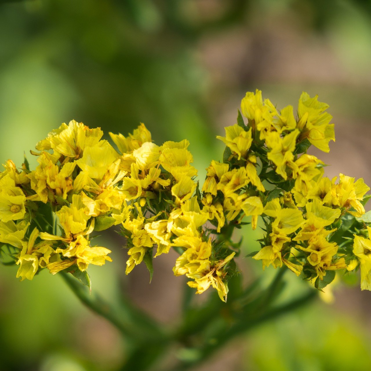 Limonium Sinuatum Deep Yellow Deniz Lavantası Tohumu(30 tohum)