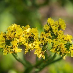 Limonium Sinuatum Deep Yellow Deniz Lavantası Tohumu(30 tohum)