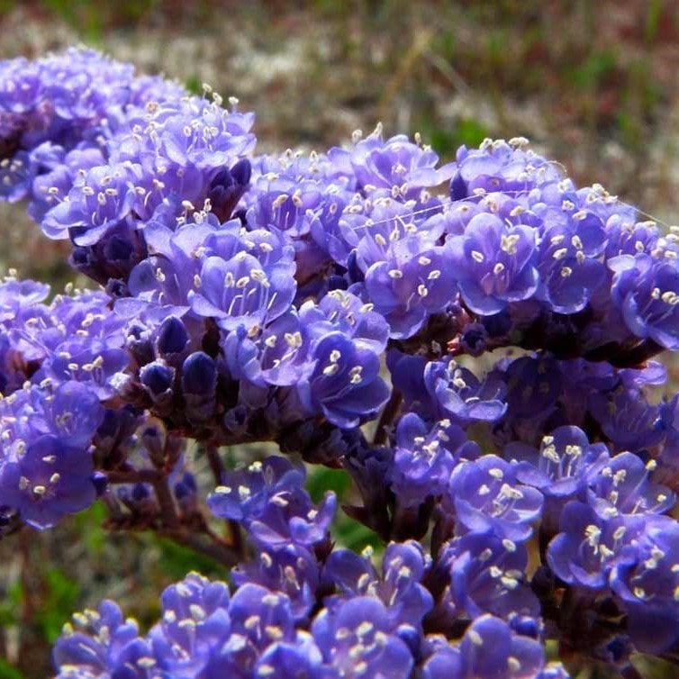 Limonium Sinuatum Blue River Deniz Lavantası Tohumu (30 tohum)