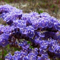 Limonium Sinuatum Blue River Deniz Lavantası Tohumu (30 tohum)