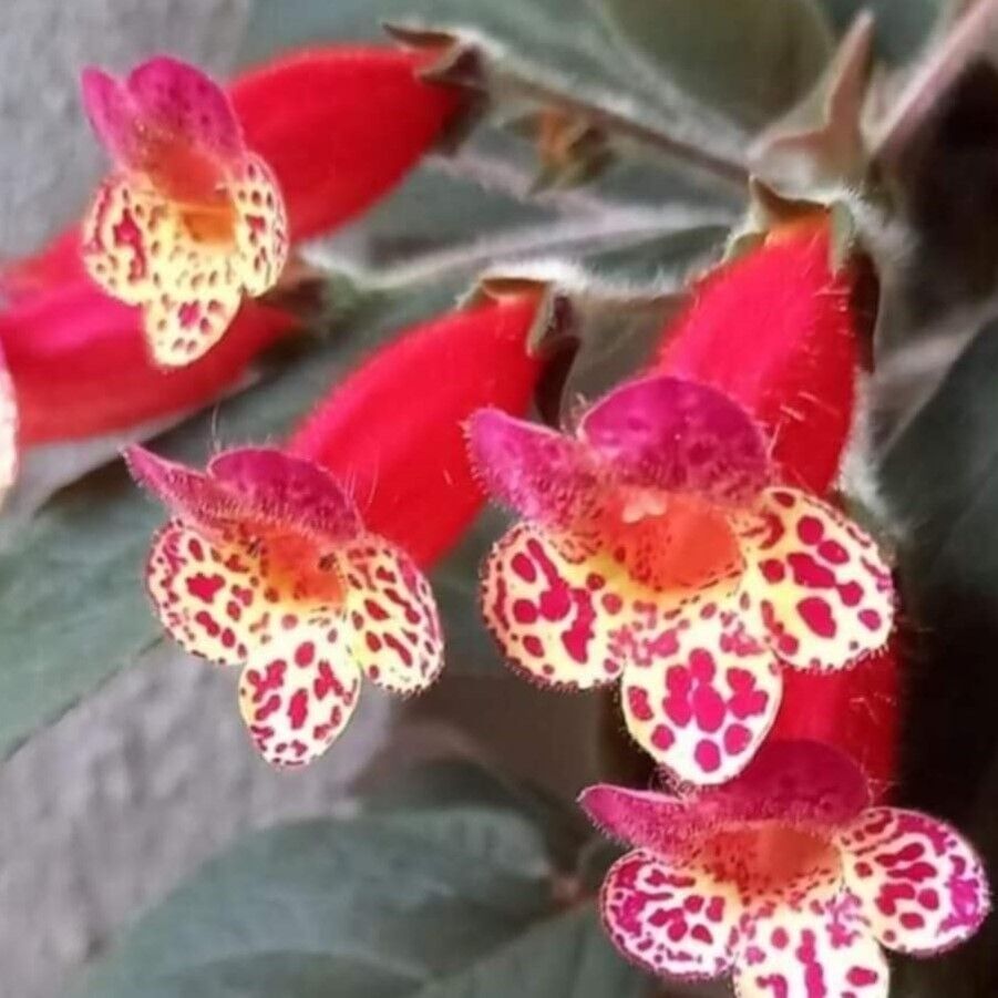 Koleksiyonluk Multiflora Kohleria Japon Küpelisi Çiçeği Fidesi (Mini Potta)