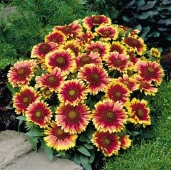 İndian Blanket Gaillardia Gayret Çiçeği Tohumu(30 adet)