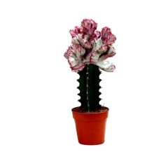 Özel Seri Aşılı Euphorbia Lactea Variegata Cristata Kaktüs