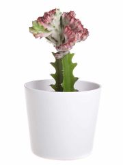Özel Seri Aşılı Euphorbia Lactea Variegata Cristata Kaktüs