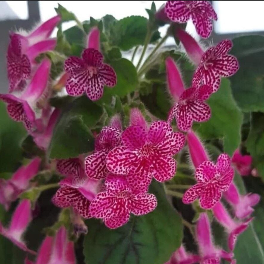 Koleksiyonluk Rongo Kohleria Japon Küpelisi Çiçeği Fidesi (Mini Potta)