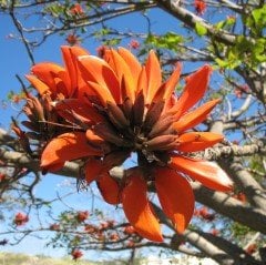 Erythrina Caffra Mercan Ağacı Tohumu (3 tohum)