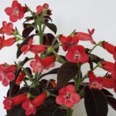 Koleksiyonluk Dark Shadow Kohleria Japon Küpelisi Çiçeği Fidesi (Mini Potta)