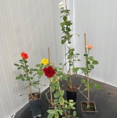 Tüplü Yediveren Kokulu Karışık Gül Fidanı Paketi 5'li