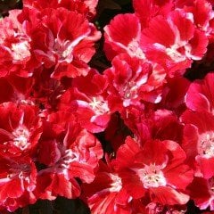 Kırmızı Grandiflora Kırmızı Godetia Yer Açelyası Çiçeği Tohumu(50 tohum)