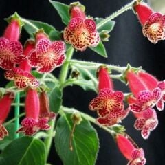 Koleksiyonluk Lucifer Kohleria Japon Küpelisi Çiçeği Fidesi (Mini Potta(Kopya)