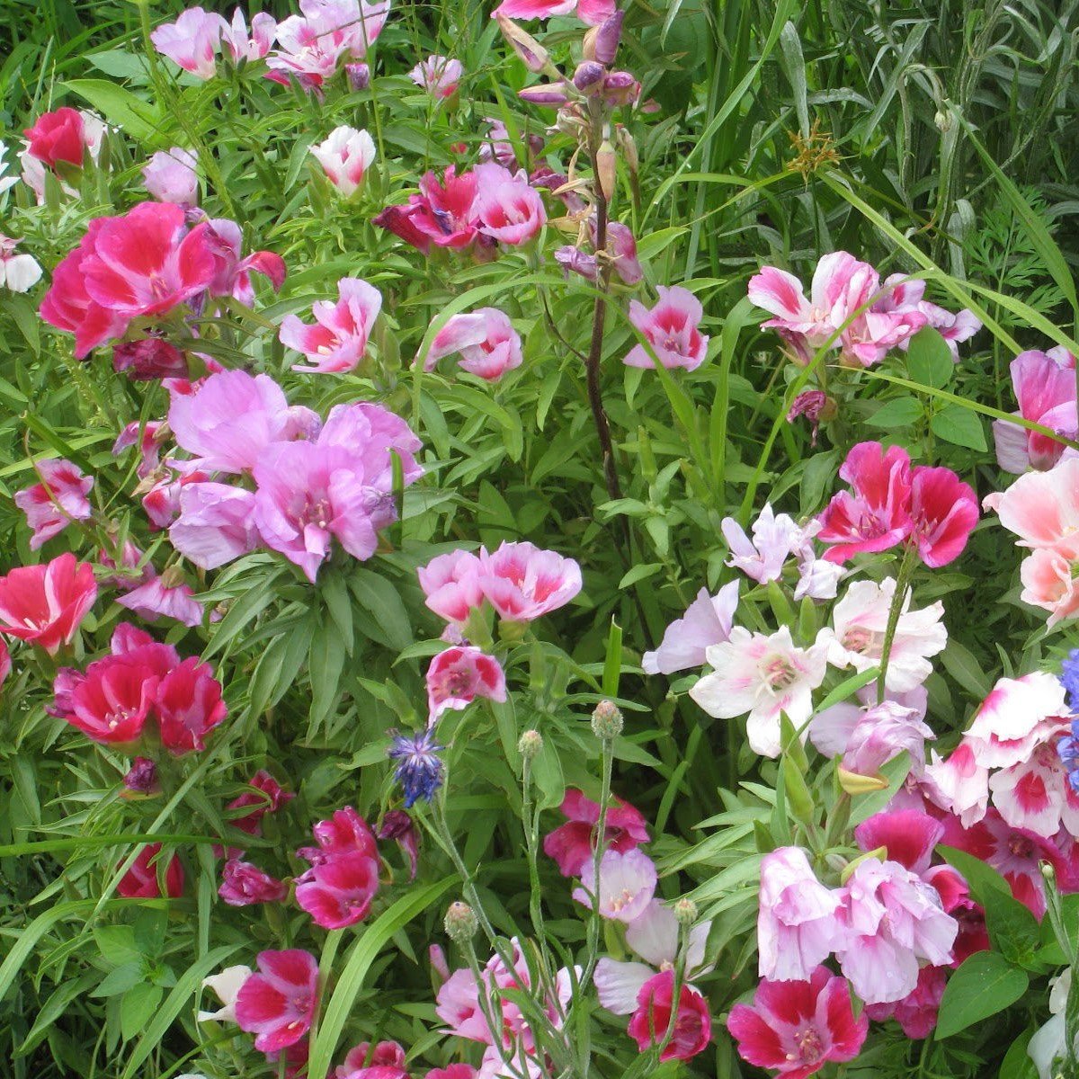 Katmerli Tricolor Sweety Godetia-Godetya(Ankara-Yer Açelyası) Çiçeği Tohumu(50 tohum)