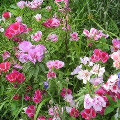 Katmerli Tricolor Sweety Godetia-Godetya(Ankara-Yer Açelyası) Çiçeği Tohumu(50 tohum)