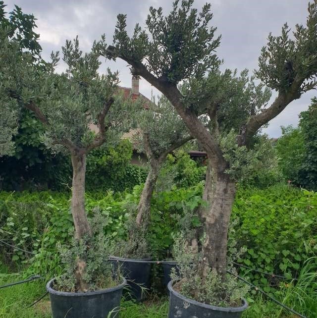 Saksıda Bodur Tipte Zeytin Fidanı Meyve Verme Durumunda 20-30 Yaş Zeytin Fidanı