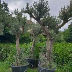 Saksıda Bodur Tipte Zeytin Fidanı Meyve Verme Durumunda 20-30 Yaş Zeytin Fidanı