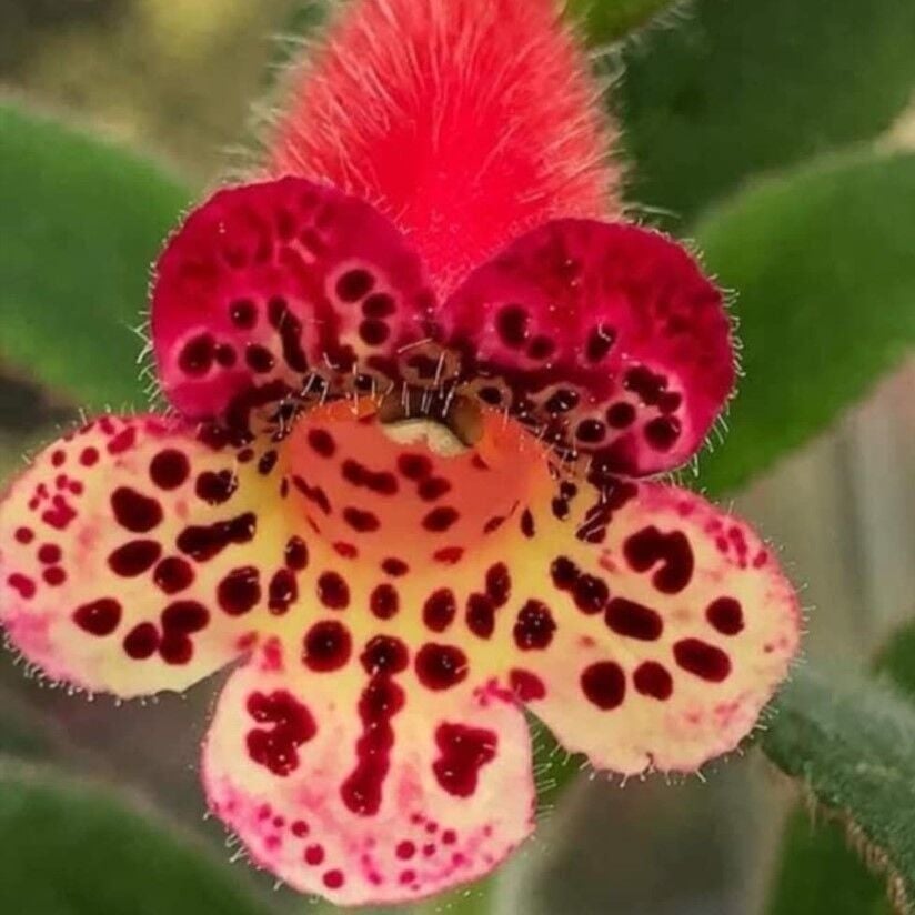 Koleksiyonluk Srg's Black Jack Kohleria Japon Küpelisi Çiçeği Fidesi (Mini Potta)