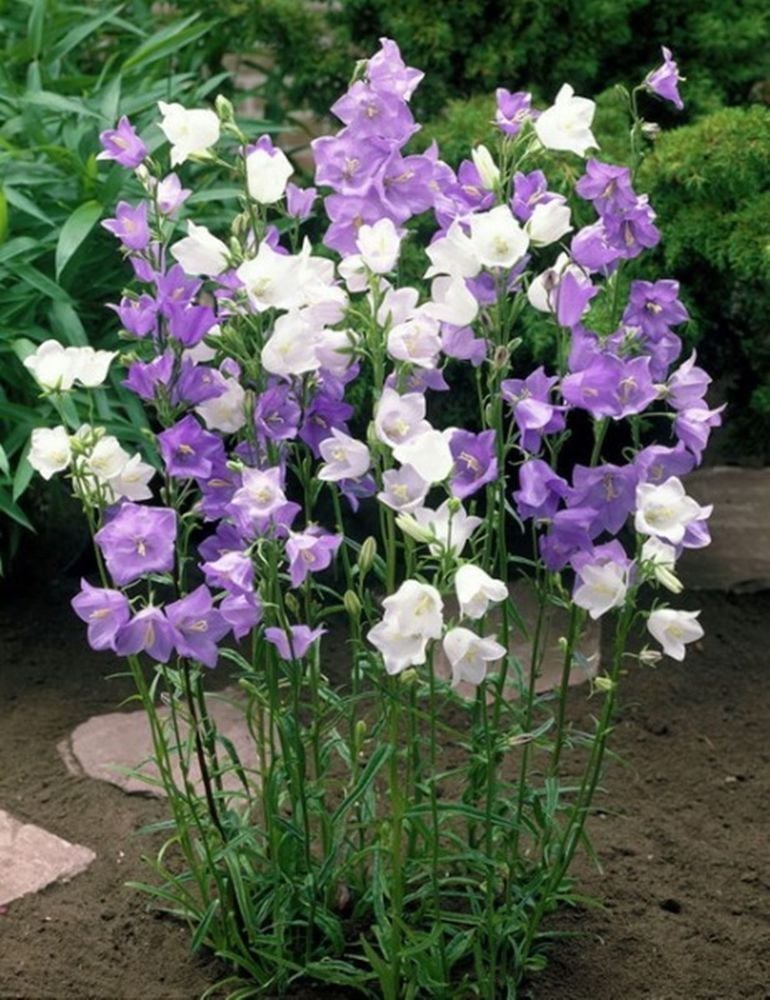 Katmerli Campanula Karışık Çan Çiçeği Tohumu (100 tohum)