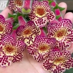 Koleksiyonluk Ni's Whence Kohleria Japon Küpelisi Çiçeği Fidesi (Mini Potta)