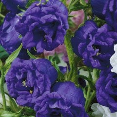 Calycanthema ‘Cup & Saucer’ Campanula Karışık Çan Çiçeği Tohumu (100 Tohum)