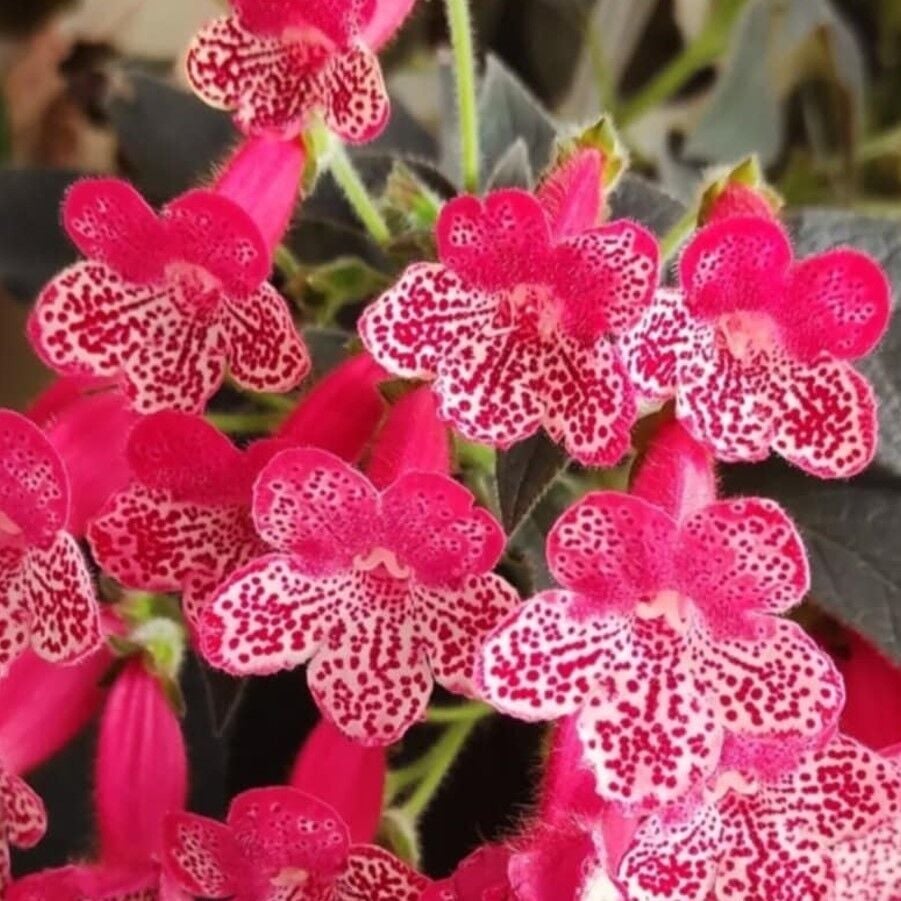 Koleksiyonluk Quen Victor Kohleria Japon Küpelisi Çiçeği Fidesi (Mini Potta)