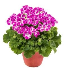 Sınırlı Stok Nadir Renkler Pinkerbell Sardunya Canan Çiçeği Fidesi (1 adet)