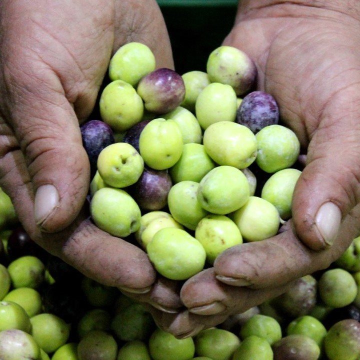 Kırmalık Orta Boy Yeşil Gemlik Zeytini (5 kg)