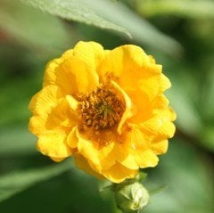 Soğuklara Dayanıklı Katmerli Yellow Beauty Geum Çiçeği Tohumu(20 tohum)