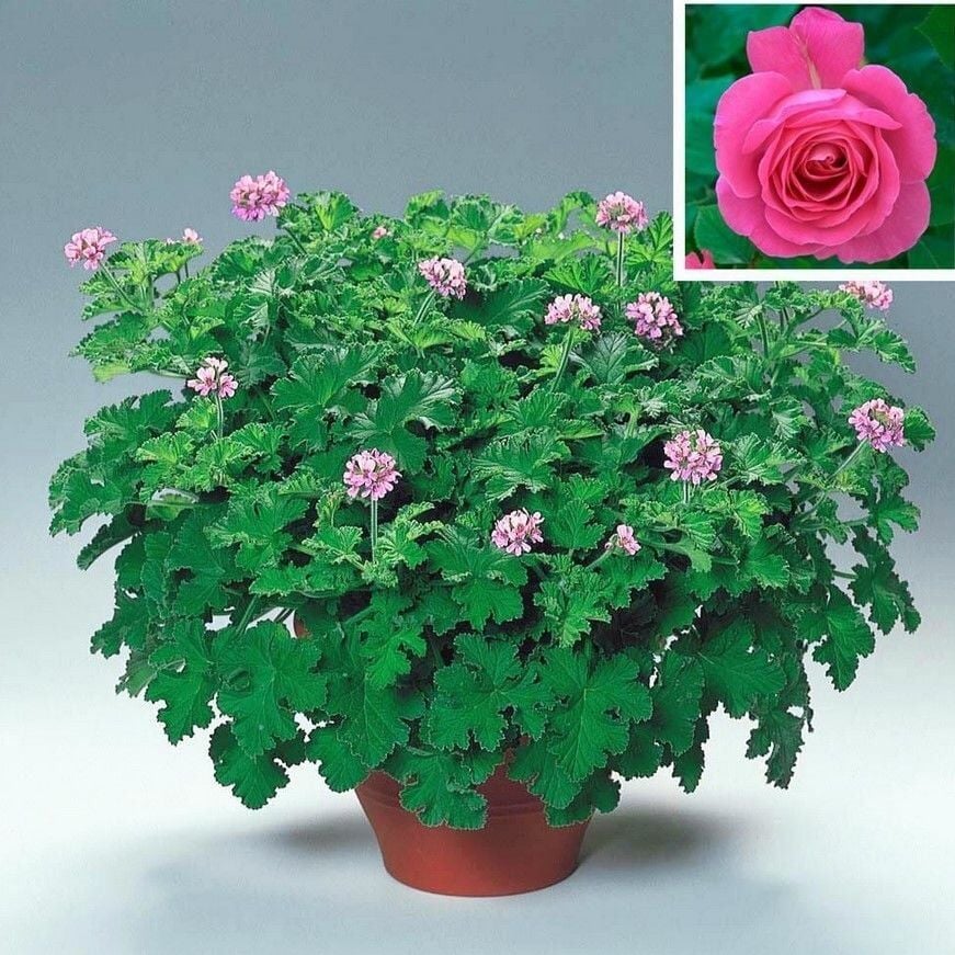 Gül Kokulu Sivrisinek Kovucu Grandeur Odorato Rose Sardunya Fidesi(1 adet)