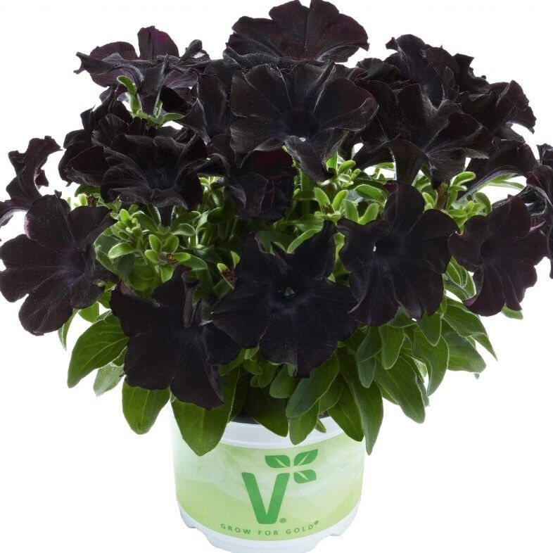 Petunia Atkinsiana Back To Black Siyah Petunya Çiçeği Fidesi (1 Adet)