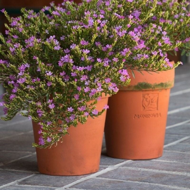 Sarkan Sepetler İçin Multi Çiçekli Myrto Purple Mor Çiçekli Küfeya Çiçeği Fidesi (1 adet)