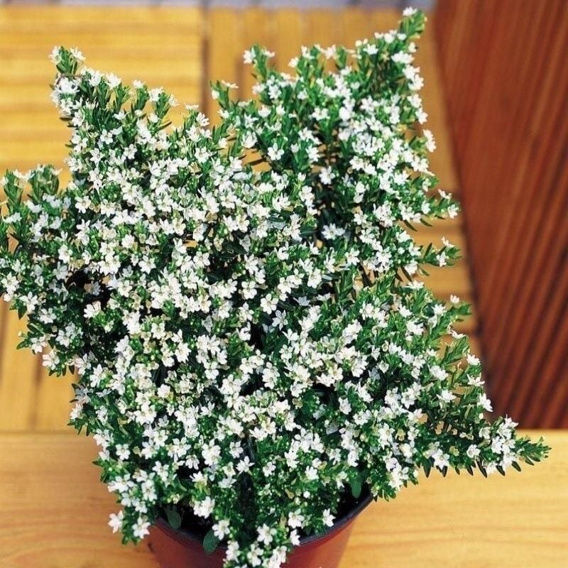 Sarkan Sepetler İçin Multi Çiçekli Myrto White Beyaz Çiçekli Küfeya Çiçeği Fidesi (1 adet)