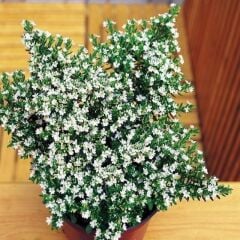 Sarkan Sepetler İçin Multi Çiçekli Myrto White Beyaz Çiçekli Küfeya Çiçeği Fidesi (1 adet)