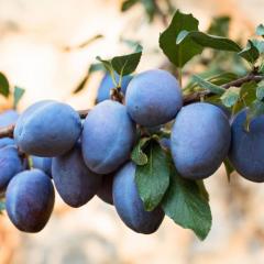 Tüplü Geleneksel Yarıbodur Mürdüm Eriği Fidanı