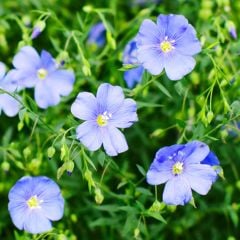 Mavi Linum Keten Çiçeği Tohumu(100 tohum)