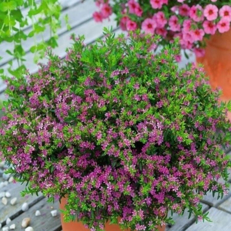 Sarkan Sepetler İçin Multi Çiçekli Myrto Pink Küfeya Çiçeği Fidesi (1 adet)