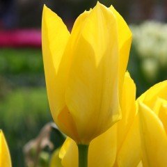 İthal Özel Yellow Dev Kafa  Reviva Sarı Özel Lale Soğanı(4 Soğan)