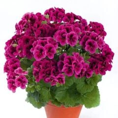 Clarion Violet Menekşe Çiçekli Sardunya Canan Çiçeği Fidesi (1 Adet)