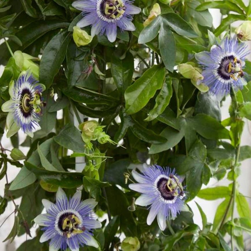 Kolay Bakımı Olan Tüplü Passiflora Caerulea Mavi Çiçekli Passiflora Çiçeği Fidanı