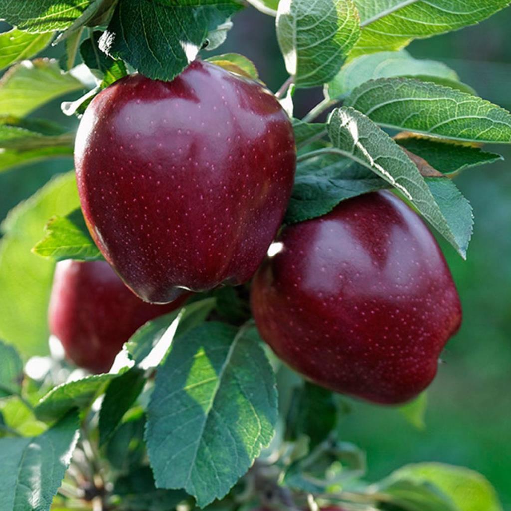 Tüplü Red Chief Kırmızı Elma Fidanı