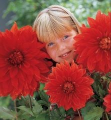 Aynı Yıl Çiçek Açan İri Çiçekli Babylon Red Dahlia Yumrusu (1 adet)
