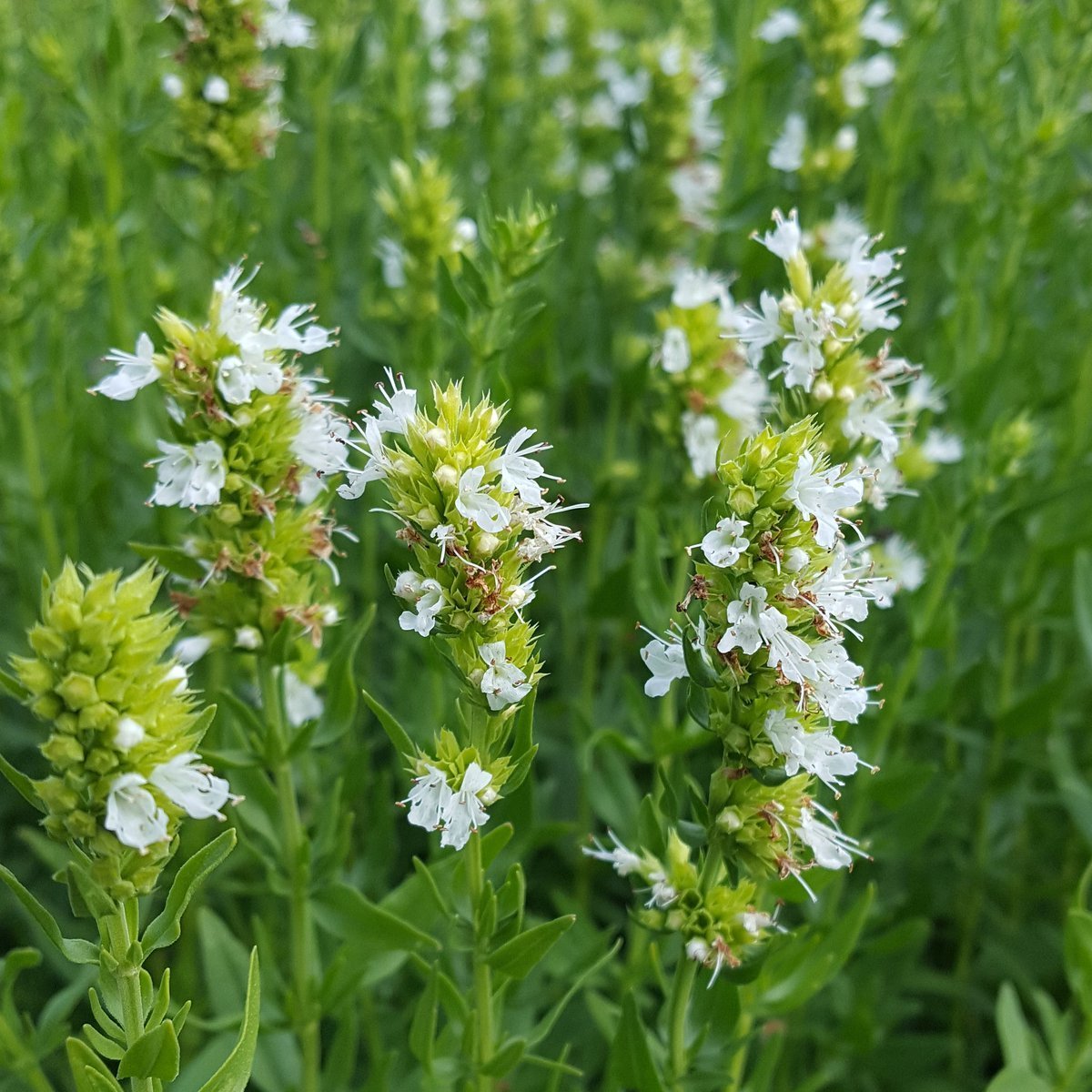 Dev Meksida Beyazı Hyssop Çiçeği Tohumu(50 tohum)
