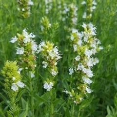 Dev Meksida Beyazı Hyssop Çiçeği Tohumu(50 tohum)