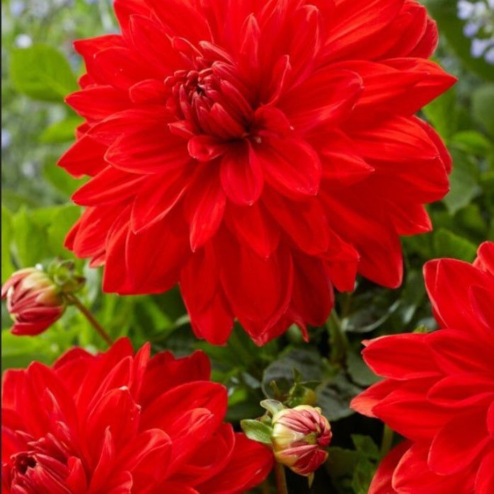 Aynı Yıl Çiçek Açan İri Çiçekli Red Neo Dahlia Yumrusu (1 adet)