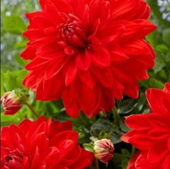Aynı Yıl Çiçek Açan İri Çiçekli Red Neo Dahlia Yumrusu (1 adet)