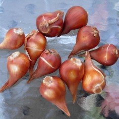 Maja Koyu Sarı Fırfırlı Lale Soğanı(4 Soğan)