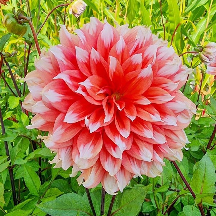 Aynı Yıl Çiçek Açan İri Çiçekli Holland Fest. Dahlia Yumrusu (1 adet)