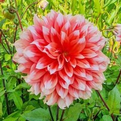 Aynı Yıl Çiçek Açan İri Çiçekli Holland Fest. Dahlia Yumrusu (1 adet)