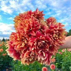 Aynı Yıl Çiçek Açan İri Çiçekli Dazzling Magic Dahlia Yumrusu (1 adet)