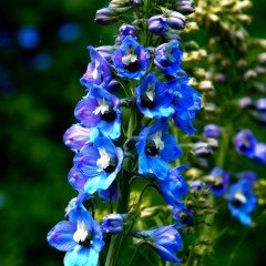 Blue Spike Delphinium (Hezaren) Çiçeği Tohumu(50 tohum)