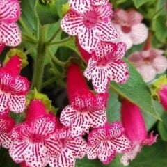 Koleksiyonluk Frances Kohleria Japon Küpelisi Çiçeği Fidesi (Mini Potta)